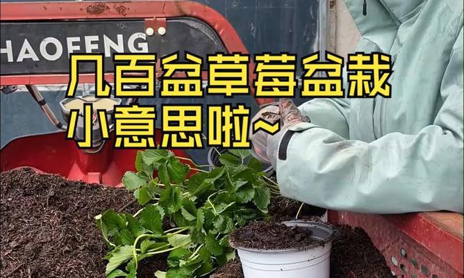 草莓盆栽需要多大的盆？如何选择合适的盆？