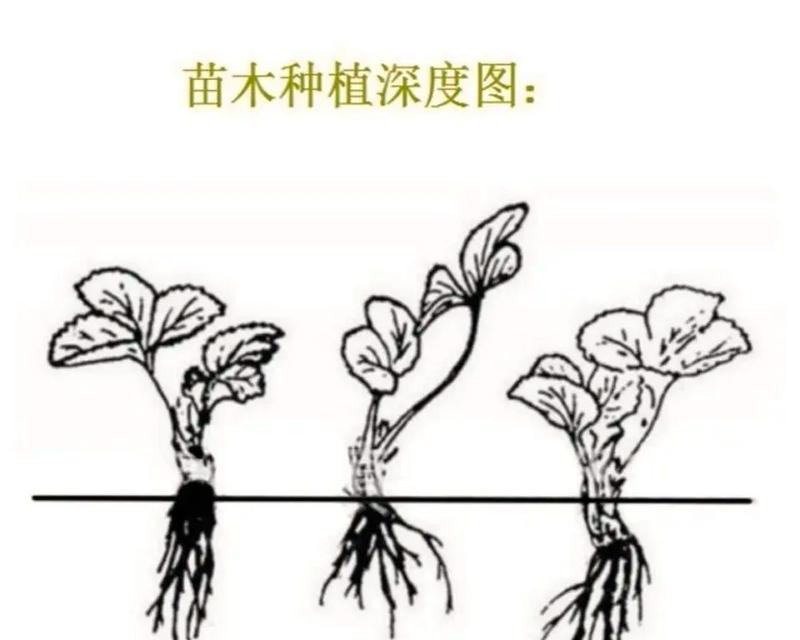 草莓盆栽需要多大的盆？如何选择合适的盆？