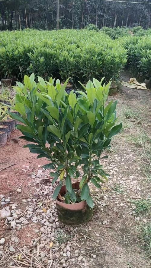 非洲茉莉养护新手指南：5个养殖方法和修剪技巧是什么？