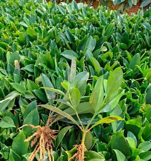 非洲茉莉养护新手指南：5个养殖方法和修剪技巧是什么？