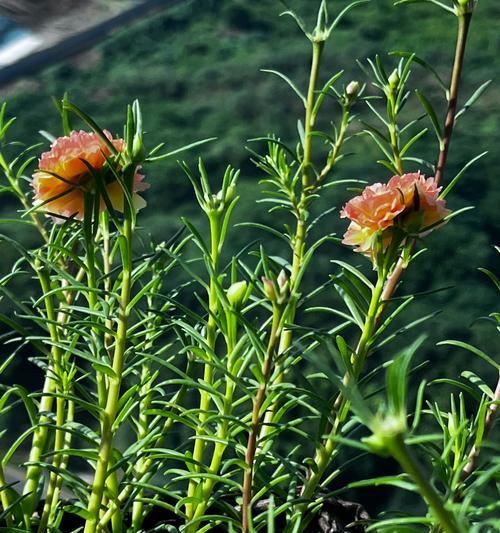 太阳花的开花时间受哪些因素影响？