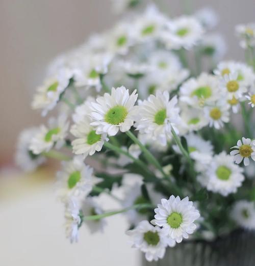 雏菊发芽到开花需要多少天？花期持续多久？