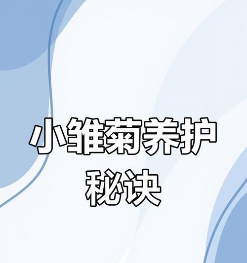 雏菊发芽到开花需要多少天？花期持续多久？