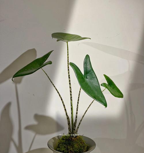 室内盆栽植物的摆放和养护技巧有哪些？