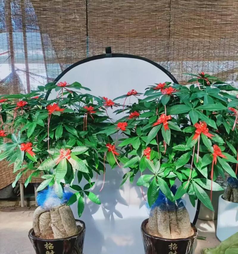 室内盆栽植物的摆放和养护技巧有哪些？