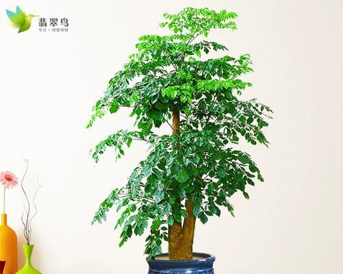 室内盆栽植物的摆放和养护技巧有哪些？