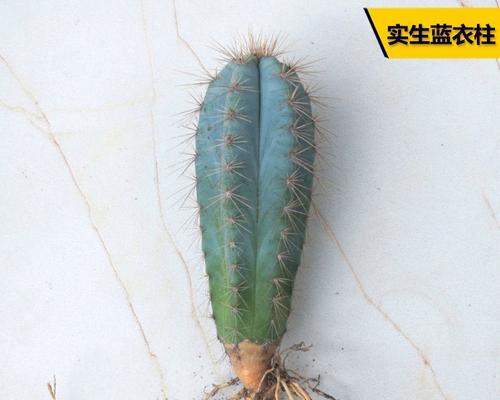 仙人柱开花的花香为何难以被大众接受？