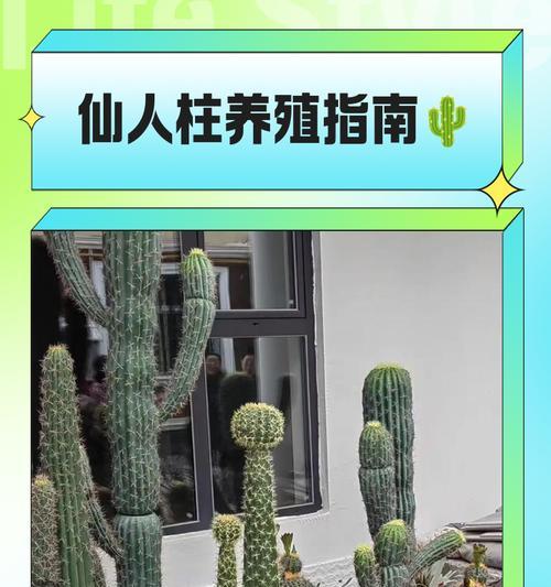 仙人柱开花的花香为何难以被大众接受？