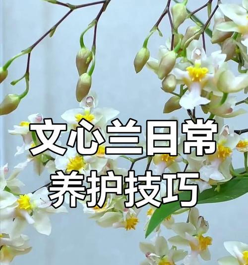 如何掌握文心兰的养殖精髓？