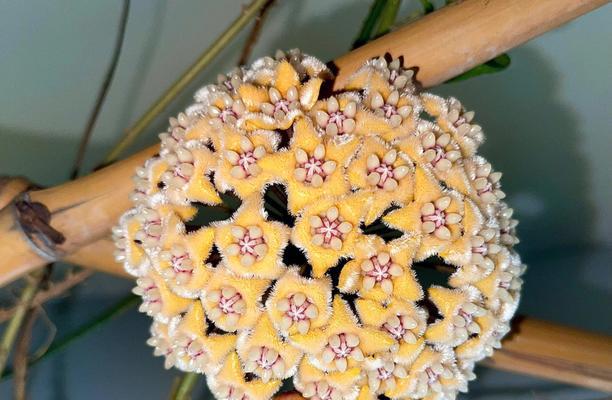 球兰品种有哪些香味？如何盘点球兰的香味？