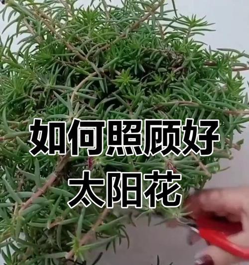 太阳花冬天能在室内开花吗？冬天室内养护太阳花的技巧是什么？