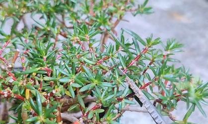 太阳花冬天能在室内开花吗？冬天室内养护太阳花的技巧是什么？