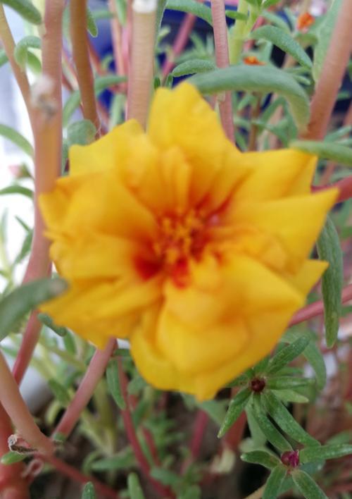 太阳花冬天能在室内开花吗？冬天室内养护太阳花的技巧是什么？
