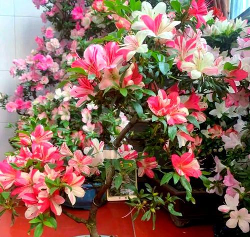 如何掌握杜鹃花养殖秘籍？杜鹃花养殖有哪些技巧？