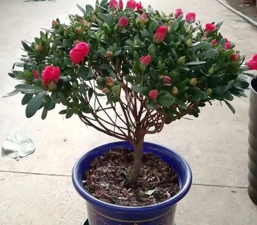 如何掌握杜鹃花养殖秘籍？杜鹃花养殖有哪些技巧？