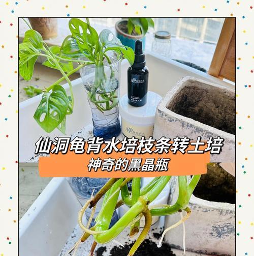 扦插秘籍是什么？如何进行有效的扦插？