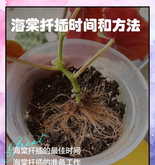 扦插秘籍是什么？如何进行有效的扦插？