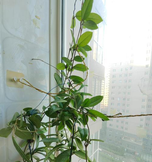 小苗盆栽应该用大盆还是小盆？网友有哪些经验分享？