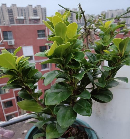 小苗盆栽应该用大盆还是小盆？网友有哪些经验分享？