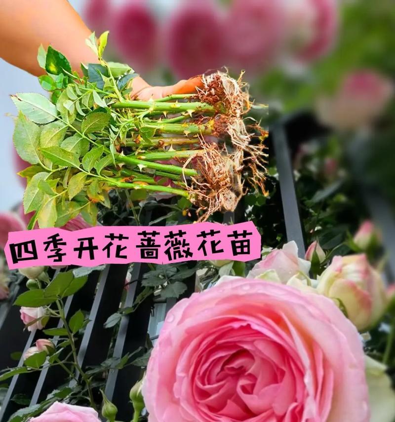 蔷薇花期是什么时候？如何观赏蔷薇花？