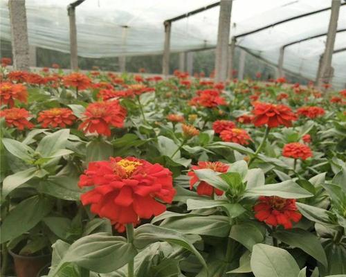 百日草为何不能随便种？种植百日草需要注意什么？