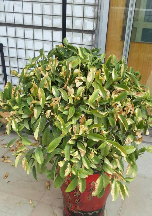 非洲茉莉为何不开花？如何解决非洲茉莉不开花的问题？