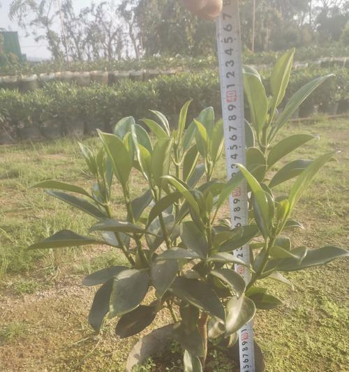 非洲茉莉为何不开花？如何解决非洲茉莉不开花的问题？