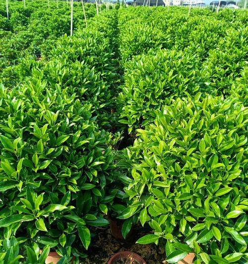非洲茉莉为何不开花？如何解决非洲茉莉不开花的问题？