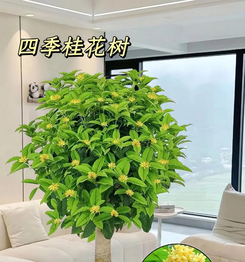四季开花的盆栽花卉有哪些？如何选择四季开花的盆栽花卉？