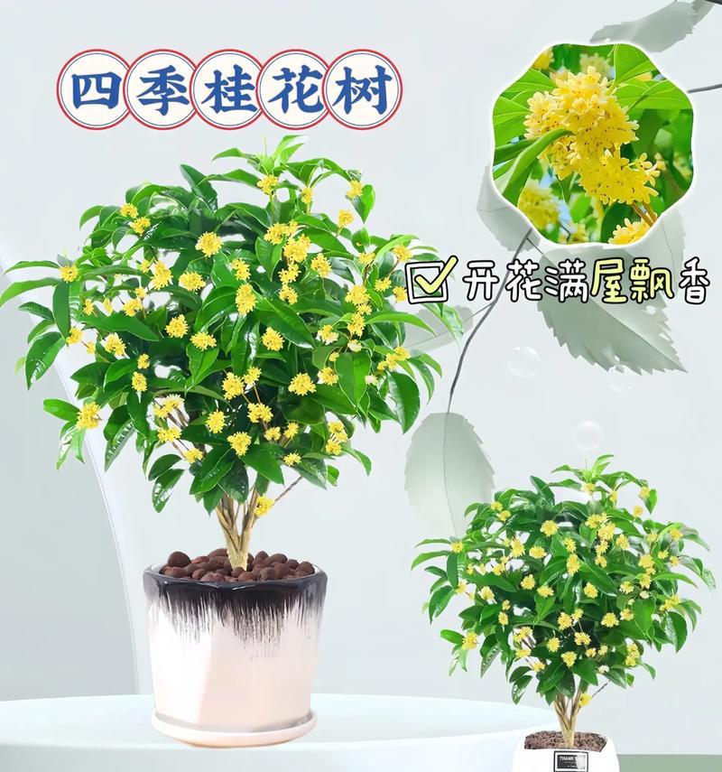 四季开花的盆栽花卉有哪些？如何选择四季开花的盆栽花卉？