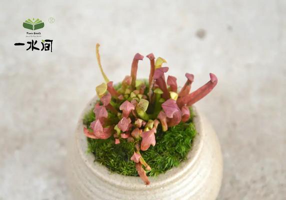 捕蝇草的养殖方法是什么？叶面喷施低浓度液肥有哪些注意事项？