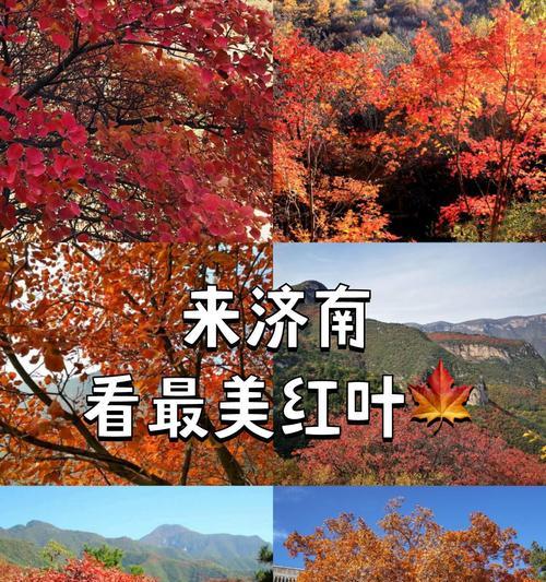 大明山的红叶如何欣赏？秋意浓烈的视觉盛宴有哪些特点？
