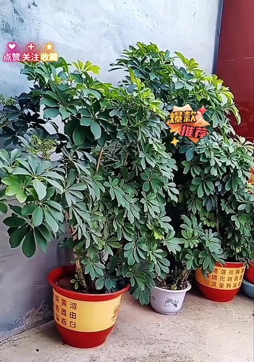 鸭掌木的修剪方法是什么？如何修剪鸭掌木？