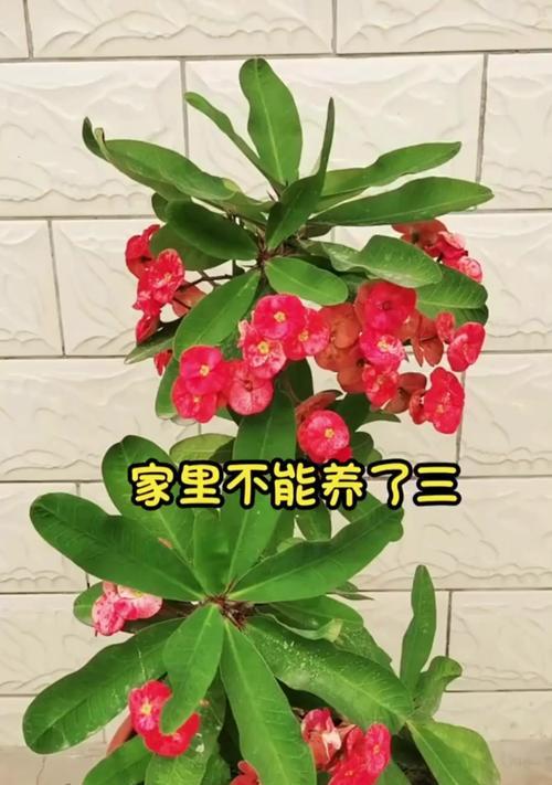为什么说这7种花不吉利家里不宜养？