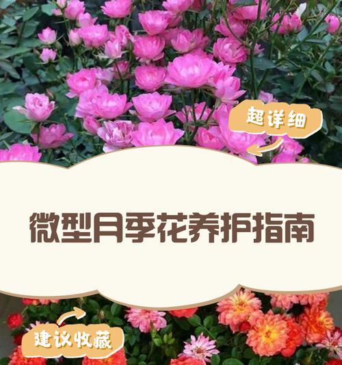 月季品种全解析及养护指南是什么？