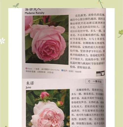 月季品种全解析及养护指南是什么？