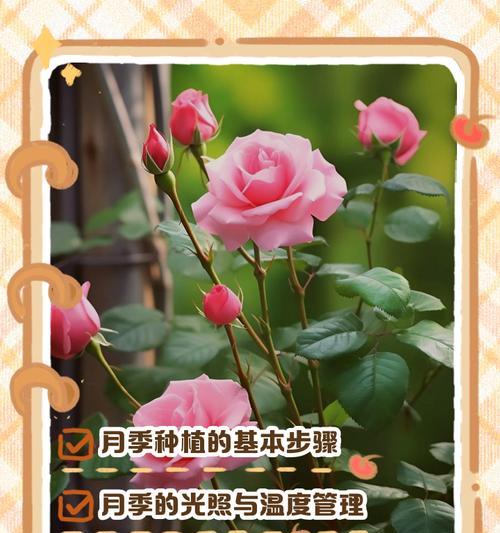 月季品种全解析及养护指南是什么？