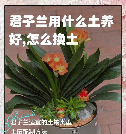 君子兰根系与换土技巧全攻略？