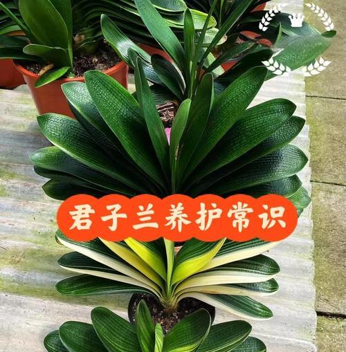 君子兰根系与换土技巧全攻略？