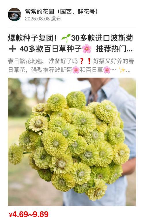 百日草波斯菊多久才能开花？