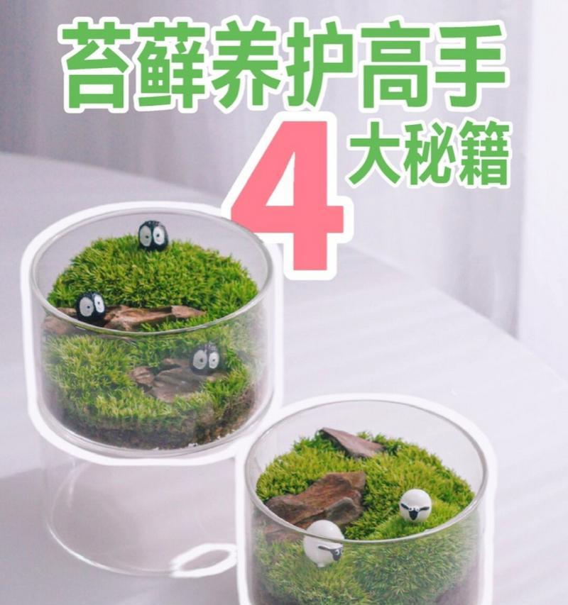 苔藓植物养护有哪些方法？