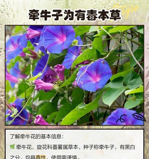 喇叭花清晨绽放的秘密时间是什么时候？