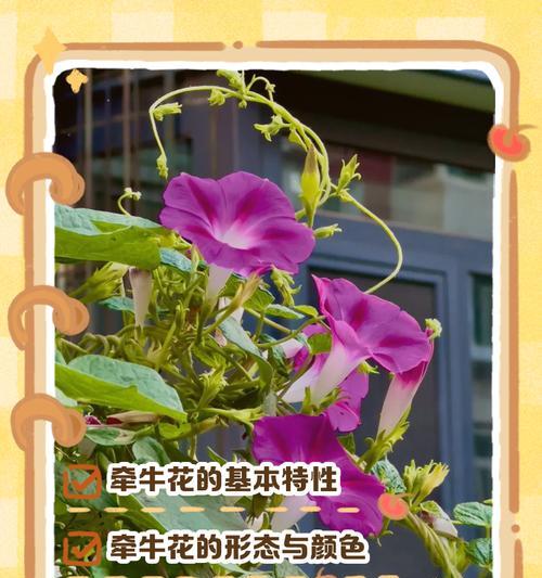 喇叭花清晨绽放的秘密时间是什么时候？