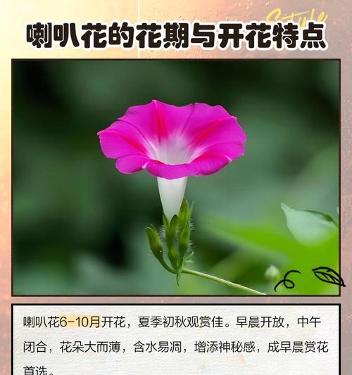 喇叭花清晨绽放的秘密时间是什么时候？