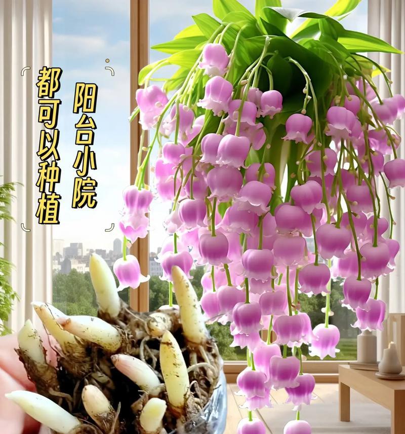 铃兰花春季种植的最佳时间是什么时候？