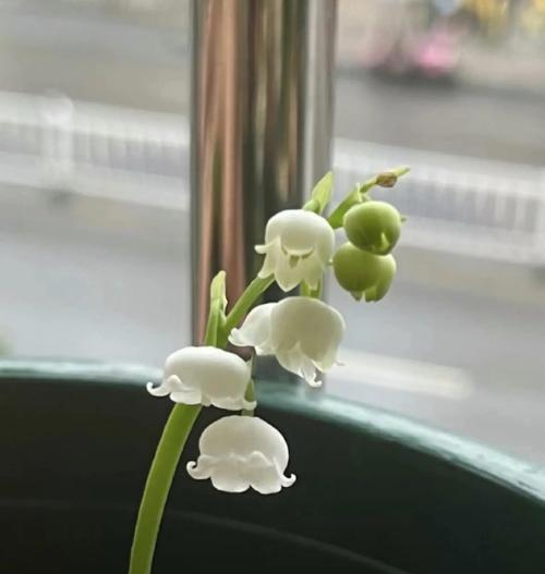 铃兰花春季种植的最佳时间是什么时候？