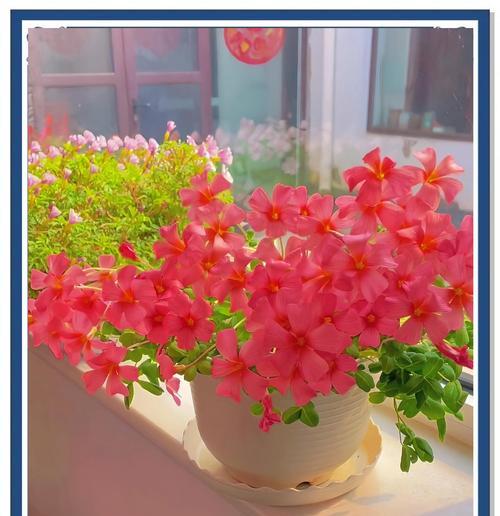植物酢浆草养护有哪些要点？
