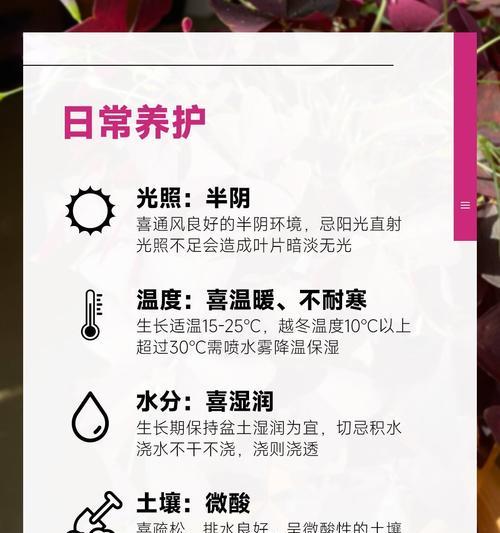 植物酢浆草养护有哪些要点？