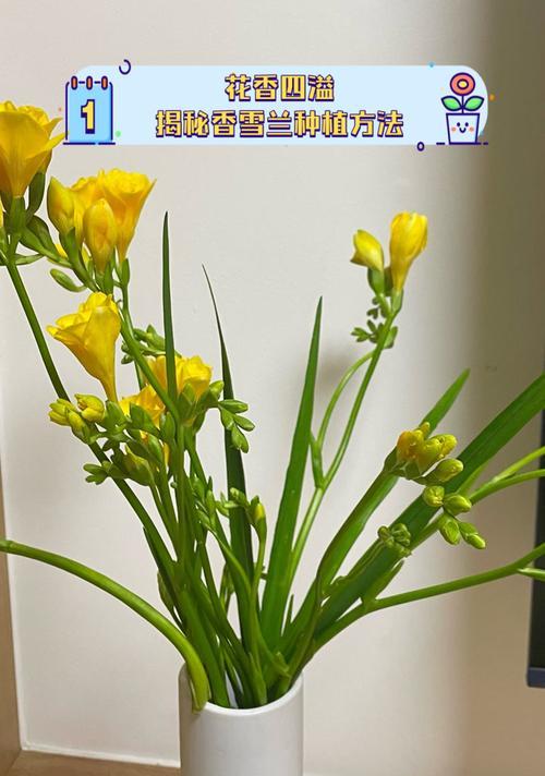 香雪兰种植指南如何解决徒长问题？