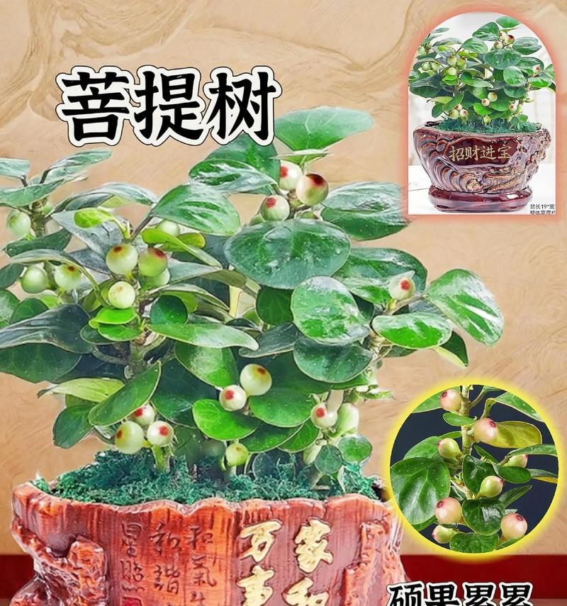 盆栽树木盆景养护有哪些技巧？